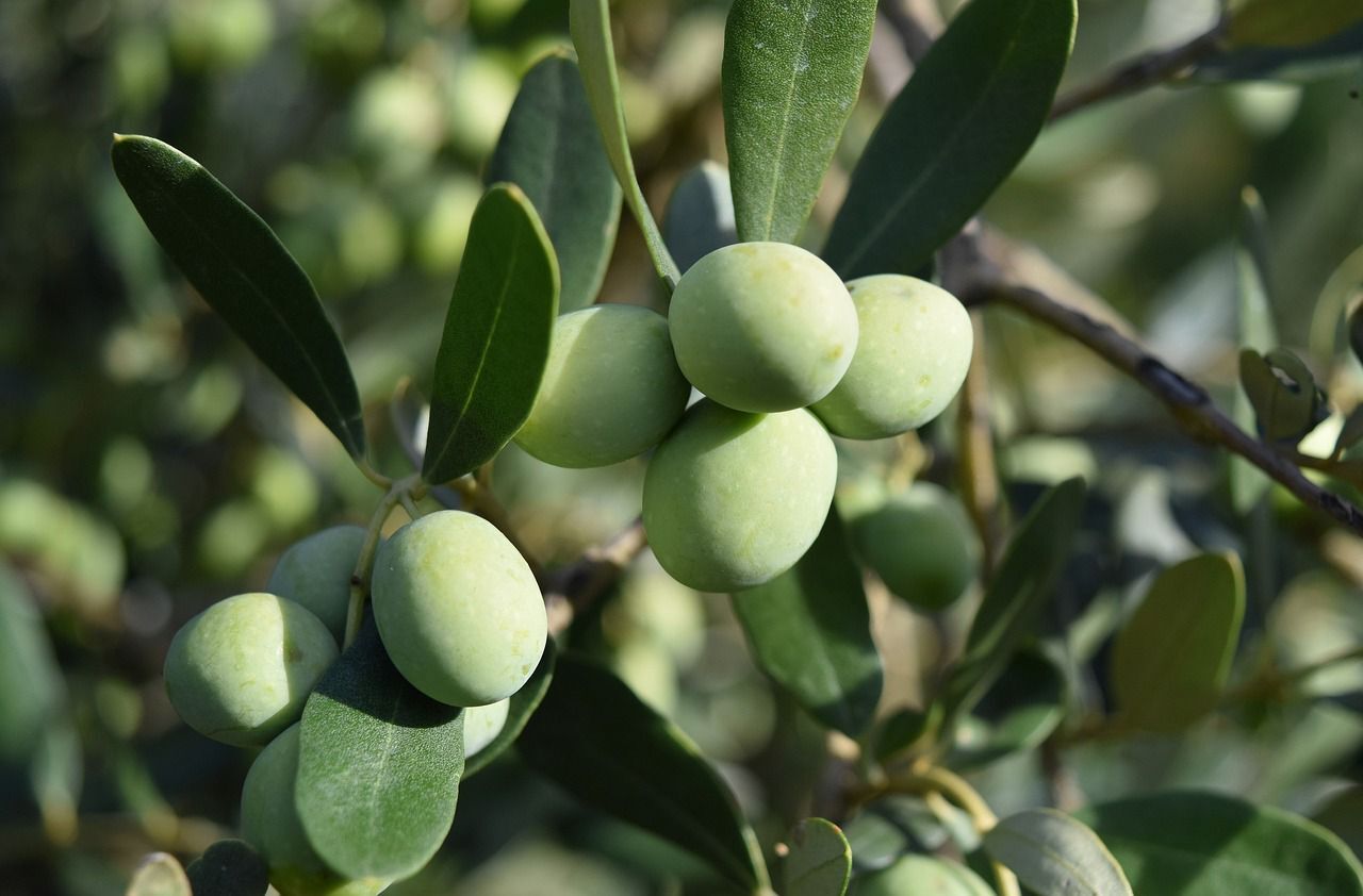 Lavinya’nın Kadim Zeytin Ağacı ve Aile Mirası