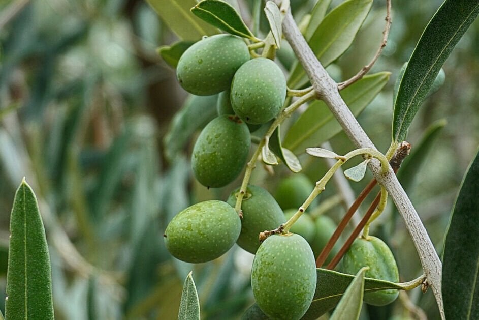 Lavinya’nın Kadim Zeytin Ağacı ve Aile Mirası